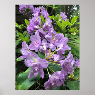 Catawbiense Boursault Rhododendrons, Oregon Poster