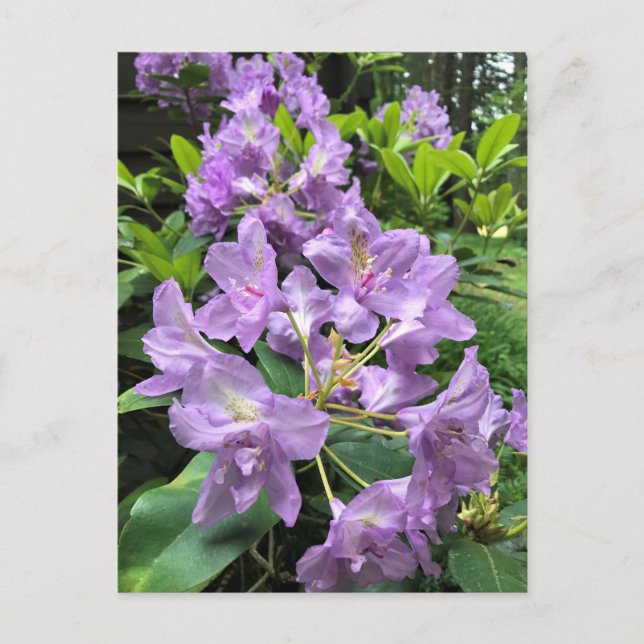 Catawbiense Boursault Rhododendrons, Oregon Postkarte (Vorderseite)