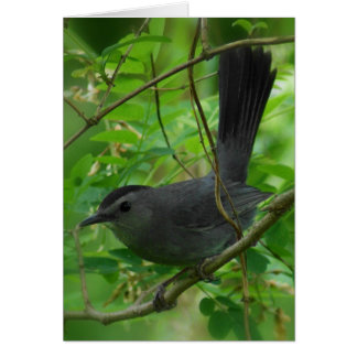 Catbird-Karte