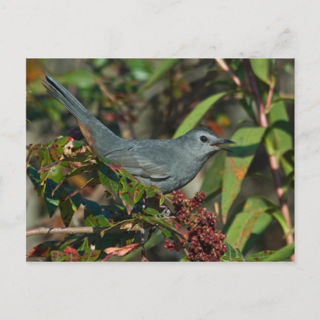 Catbird Postcard Postkarte (Vorderseite)