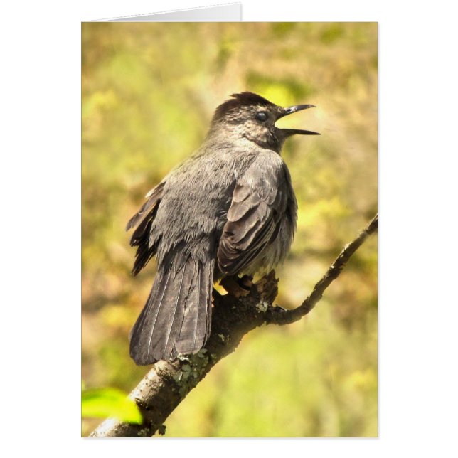 Catbird singt seine Song-Blank-Karte (Vorne)