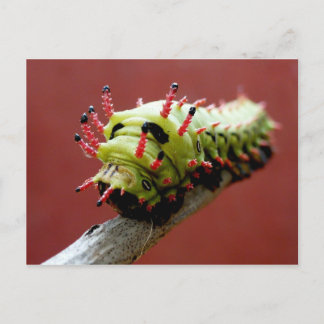 Caterpillar Postkarte