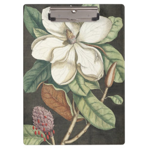 Catesby Vintage Magnolie Botanische Illustration Klemmbrett