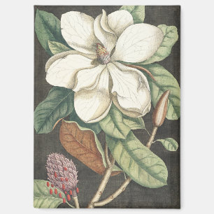 Catesby Vintage Magnolie Botanische Illustration Magnet
