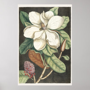 Catesby Vintage Magnolie Botanische Illustration Poster