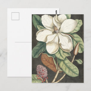 Catesby Vintage Magnolie Botanische Illustration Postkarte