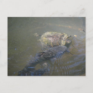 Catfish and Turtle Postcard Postkarte