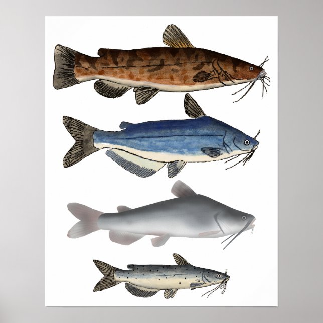 Catfish Group Poster (Vorne)