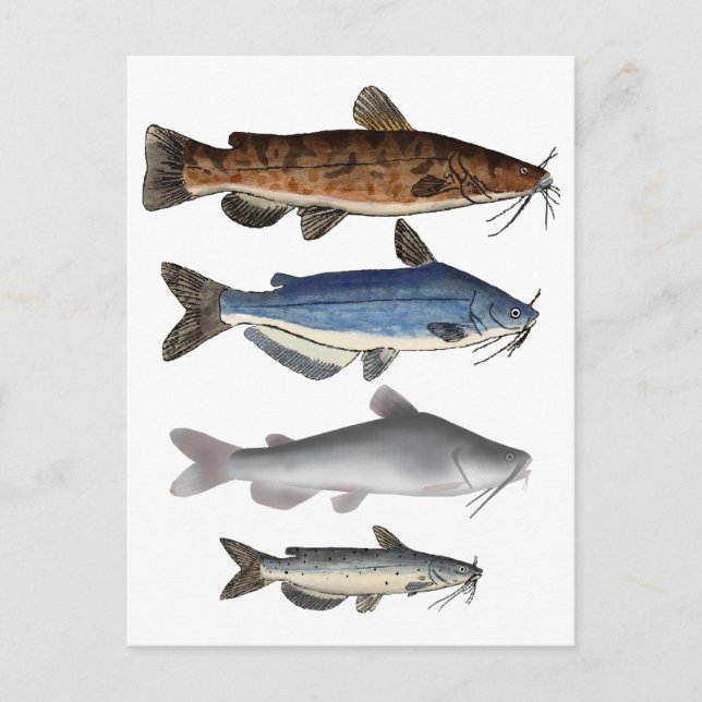 Catfish Group Postkarte (Vorderseite)