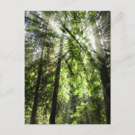 Cathedral Grove Sonnenlicht für Postüberquerung Postkarte