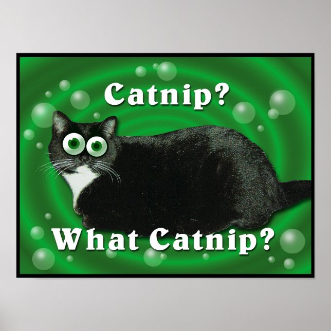 Catnip Kitty Poster (Vorne)