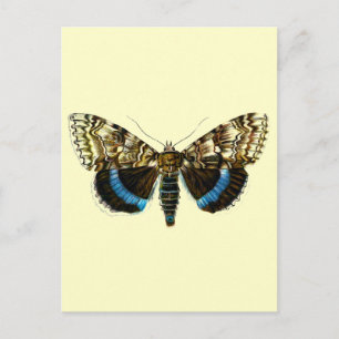 Catocala fraxini postkarte