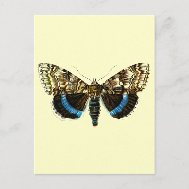 Catocala fraxini postkarte (Vorderseite)