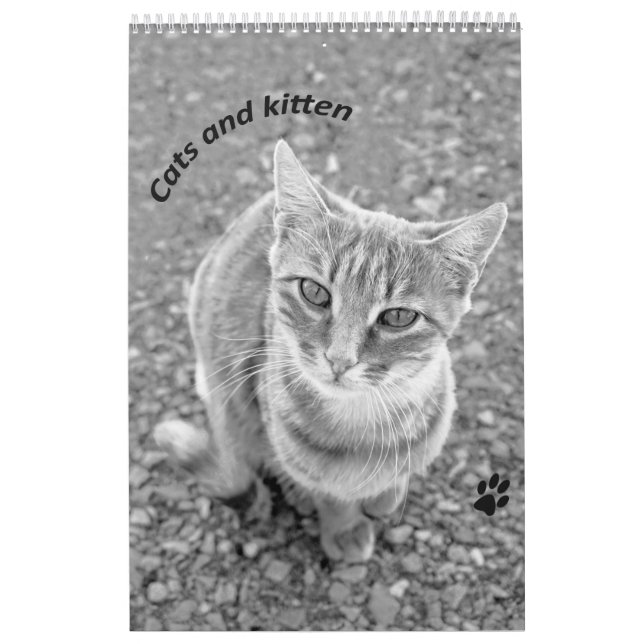 Cats and kitten kalender (Titelbild)