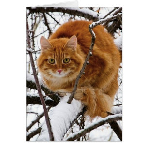 cats_and_verschnee_ (14)