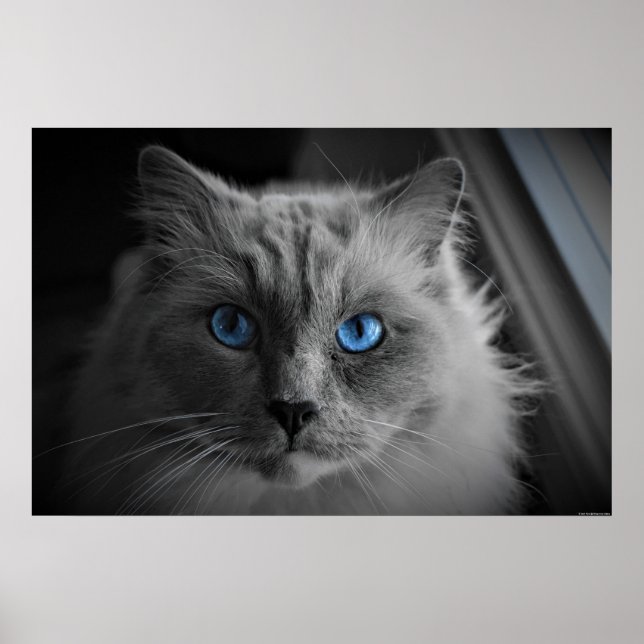 Cat's Eyes, Wall Art Poster (Vorne)