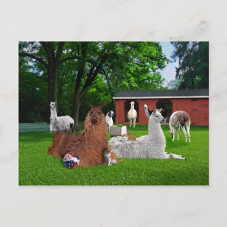 "Cats & Llamas" Postkarte