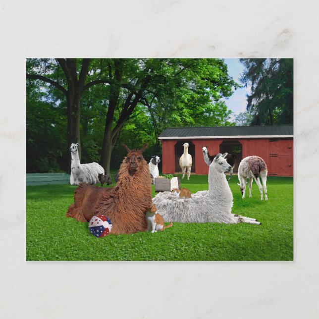"Cats & Llamas" Postkarte (Vorderseite)