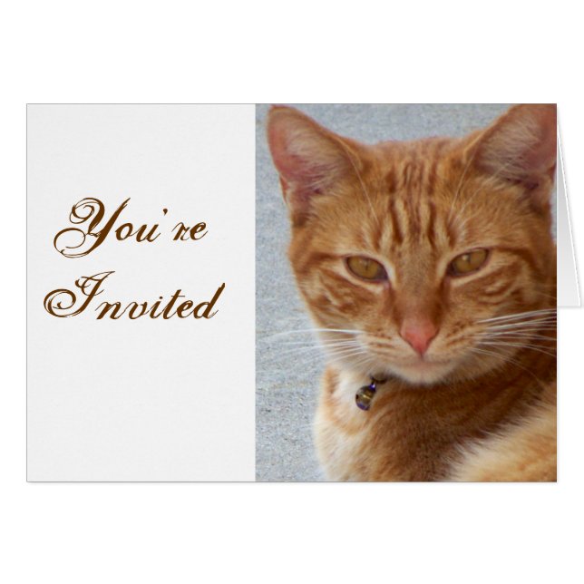 Cat's Lover_ (Vorderseite (Horizontal))