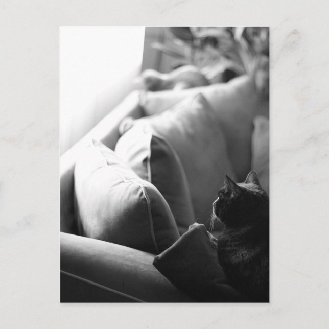 Cats Room Postcard Postkarte (Vorderseite)