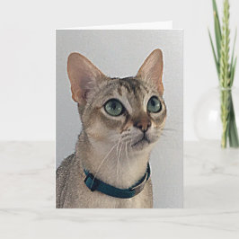 Cat's Snarky Apology Birthday Karte