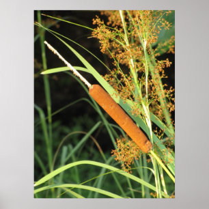 Cattail bei Sunset Poster