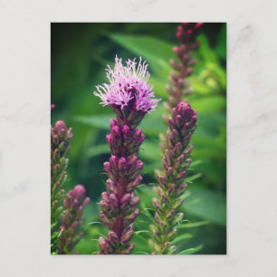 Cattail Gayfeather Blume. Glänzende Poster Postkarte