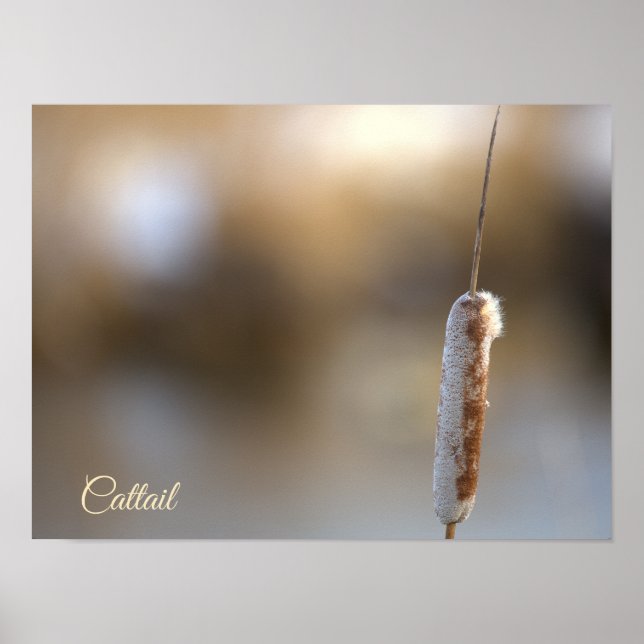 Cattail Plant Photo Poster (Vorne)