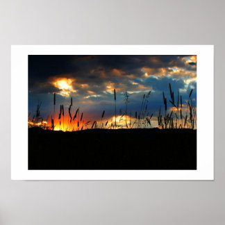 CatTail Sunrise Poster