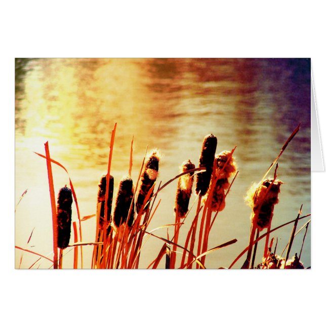 Cattails (Vorderseite (Horizontal))