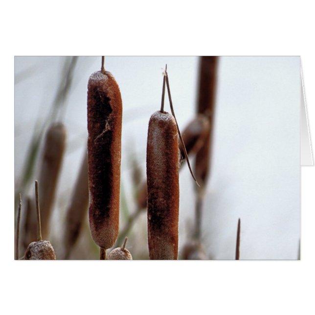 Cattails (Vorderseite (Horizontal))