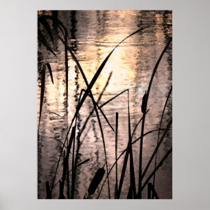 Cattails bei Sunset Poster