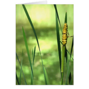 Cattails in dem Teich