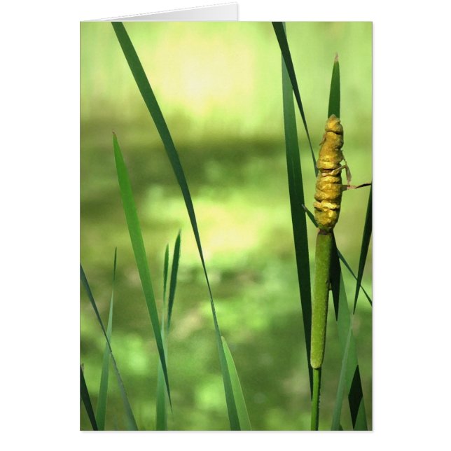 Cattails in dem Teich (Vorne)