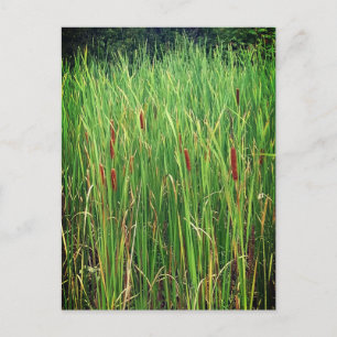 Cattails in Ontario, Kanada Postkarte