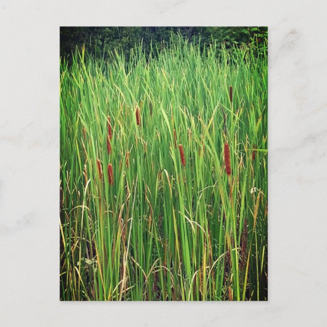 Cattails in Ontario, Kanada Postkarte (Vorderseite)