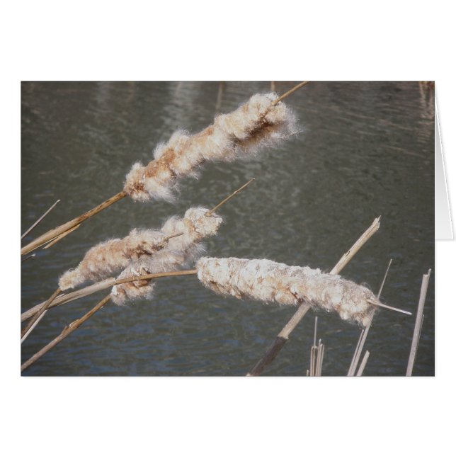 Cattails Note Card (Vorderseite (Horizontal))