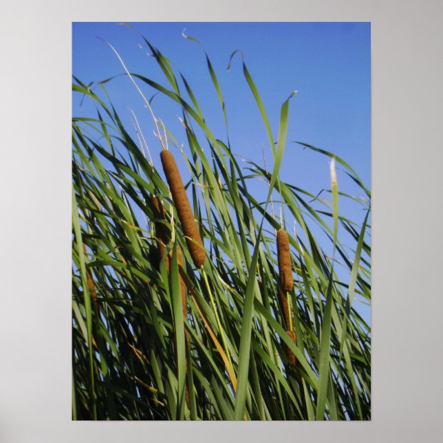 Cattails Poster (Vorne)