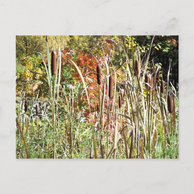 Cattails Postkarte (Vorderseite)