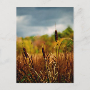 Cattails Postkarte
