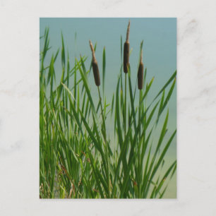 Cattails Postkarte