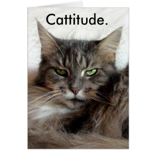 Cattitude Karte