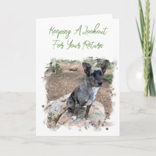 Cattle Dog Foto Platzhalter Vermisse Dich Vorlage