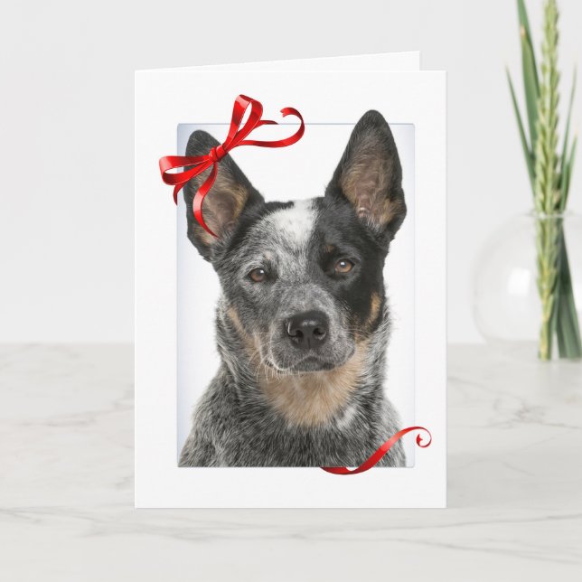 Cattle Dog Weihnachtskarte Feiertagskarte (Vorderseite)