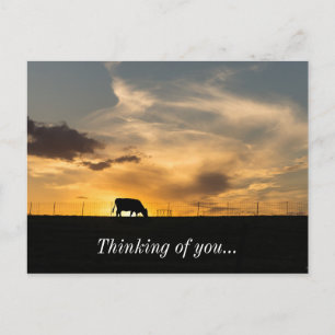 Cattle Sunset Silhouette Postkarte