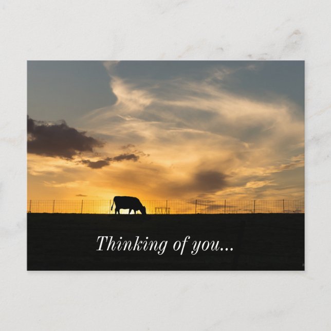 Cattle Sunset Silhouette Postkarte (Vorderseite)