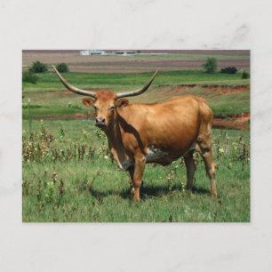 CattlecarD Postkarte