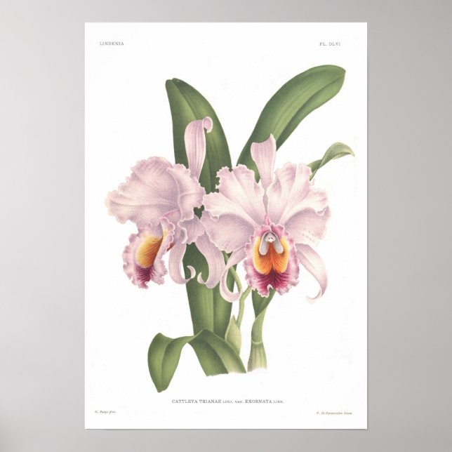 Cattleta trianae poster (Vorne)