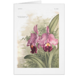 Cattleta trianae var deliciosa