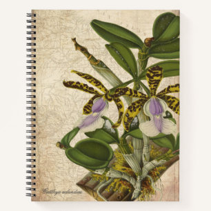 Cattleya Aclandiae Orchid Notebook - Chic Notizbuch